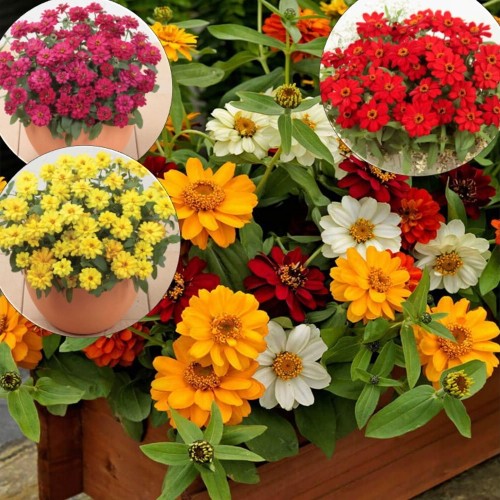 Zinnia 'Profusion Double' mix - Pruudisõlg 'Profusion Double' mix P9/0,55L